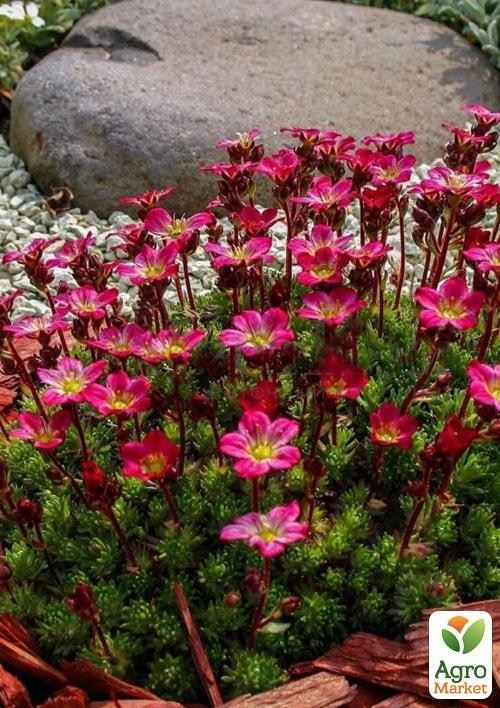 Ломикамінь Арендса "Рожевий Килим" - фото 2