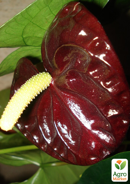 Антуріум (Anthurium) "Sempre" (висота 40-60см) - фото 7