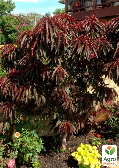 Нектарин колоновидный краснолистный "Бургунди" - фото 3