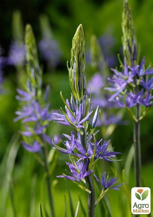 Камассия "Leichtlinii Caerulea" (размер 12/14 , средний) 1шт в упаковке