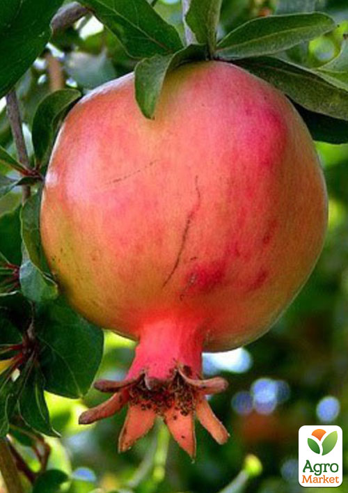 Гранат "Никитский ранний"