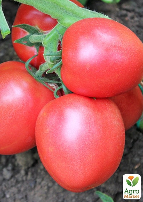 Томат "Конго F1" ТМ "Clause" 250шт