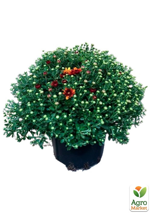 Хризантема Садова "Milkshake Papaya" (висота 30-50см)  - фото 2