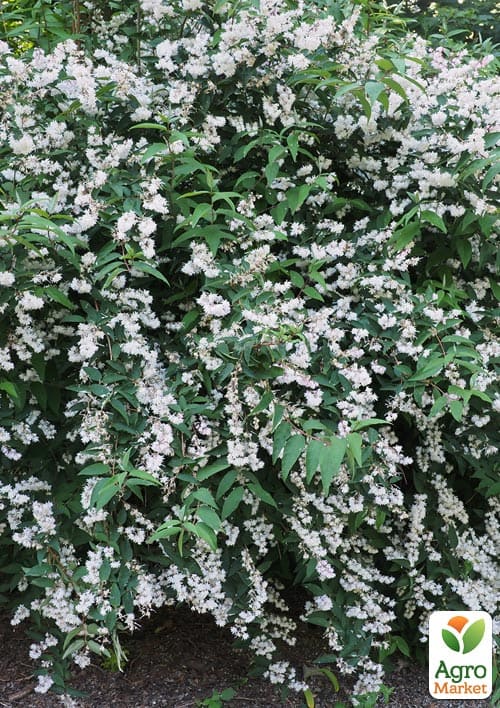 Дейція "Alba Plena" - фото 2