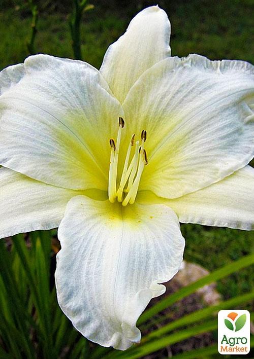 Лілійник "Gentle Shepherd" 1шт в упаковці