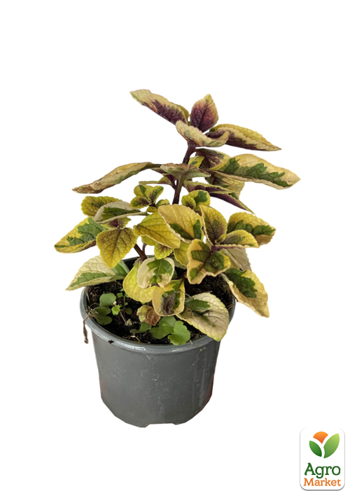 Плектрантус ампельний "Golden Beauty" - фото 5