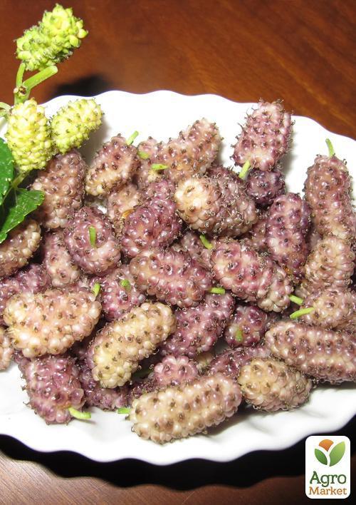 Шовковиця великоплідна "Стамбульська рожева" (літній сорт, середній термін дозрівання) - фото 5