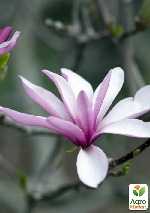 Магнолия 2-х летняя гибридная "Judy" (высота 30-40см) - фото 4