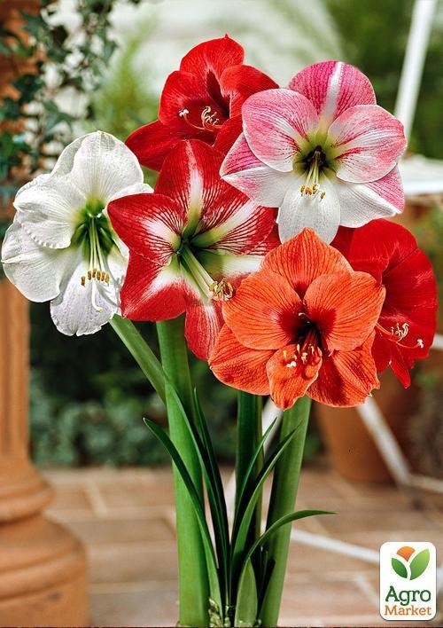 Гіппеаструм мікс "Hippeastrum mixed 3 srt." дим 14 см вис. 20 см