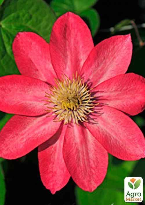 Клематис "Little Mermaid" - фото 9