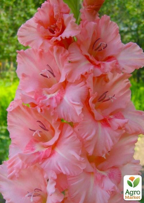 Гладиолус "Cheops" 3шт