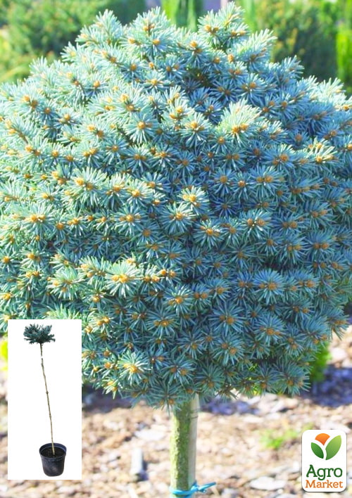 Ель колючая на штамбе «Glauca Compacta» С5, высота 100-120см