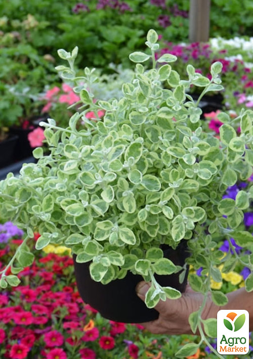 Гелихризум ампельный "Variegata" 