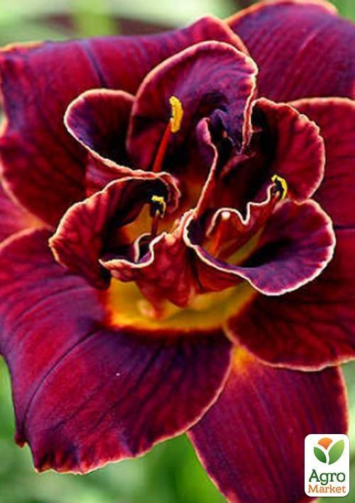 Лилейник "Night Embers" 1шт в упаковке