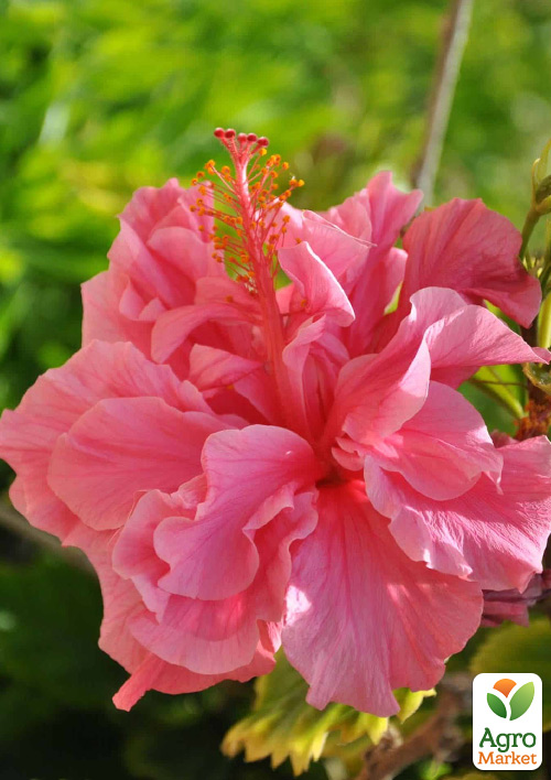 Гибискус комнатный махровый "Adonicus Double Pink"  - фото 6