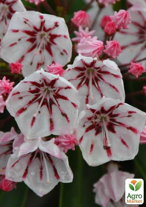 Кальмія latifolia "Bumblebee" - фото 2