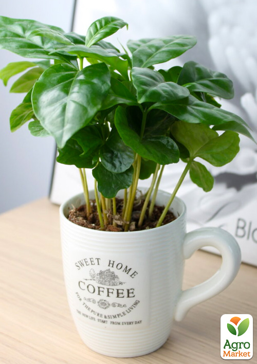 Кофе "Arabica coffee" (в керамической чашке) - фото 6