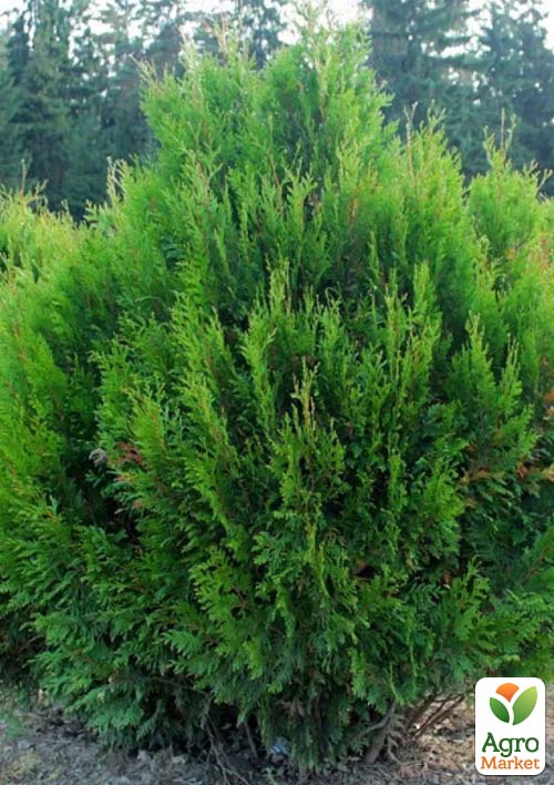 Туя складчатая "Kornik" С3, высота 50-60 см - фото 2