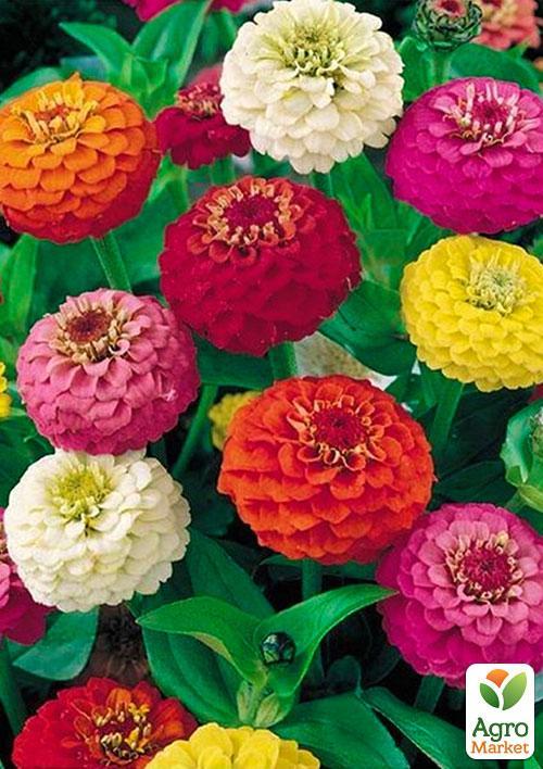 Цинния "Карликовая" смесь (Зипер) ТМ "Весна" 1г - фото 2