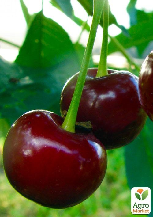Эксклюзив! Вишня красно-коричневая "Созвездие Ангела" (Constellation of the Angel) (премиальный морозостойкий сорт)