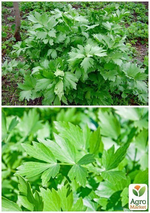 На развес Любисток ТМ "Весна" цена за 2г - фото 4