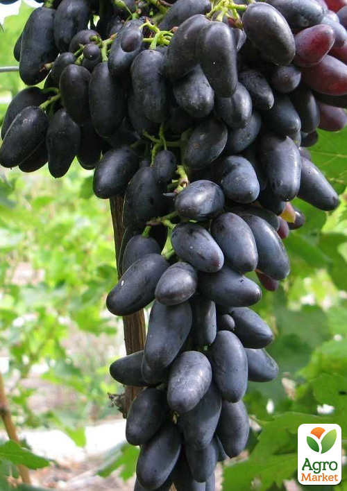 Виноград десертный "Микеланджело" (сладкий гармоничный)