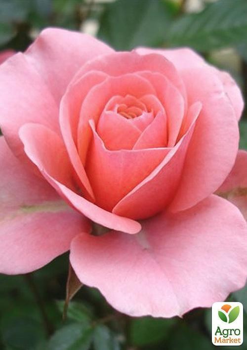 Роза почвопокровная "Mirato"