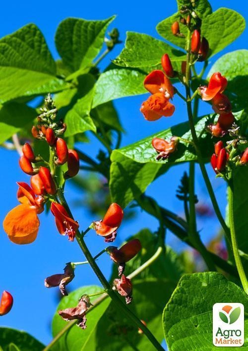 Квасоля крупноквіткова "Переможець" (Зипер) ТМ "Весна" 10шт - фото 4