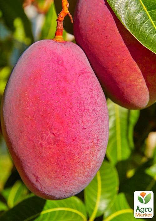 Манго (Mangifera indica)