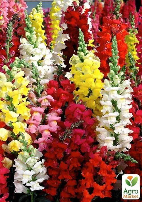 Львиный зев смесь (в банке) ТМ "Весна Органик" 2г