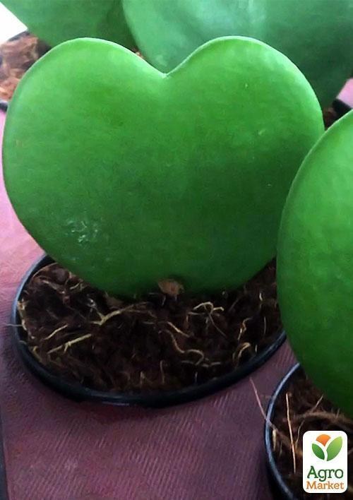 Хойя "Hoya" дм 15 см выс. 40 см