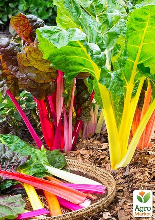 Мангольд "Весенняя радуга" ТМ "Vesna Select" 3г