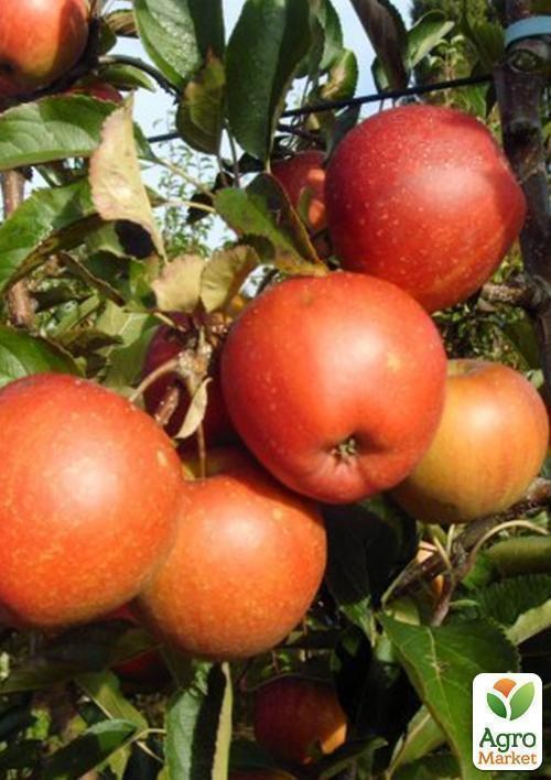 Яблоня "Рубинетте Россо" - фото 3