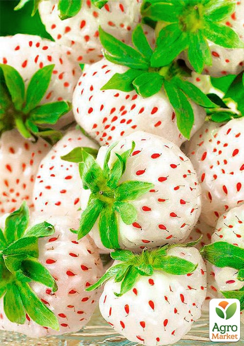 Клубника белая "Анабланка" укорененная в контейнере