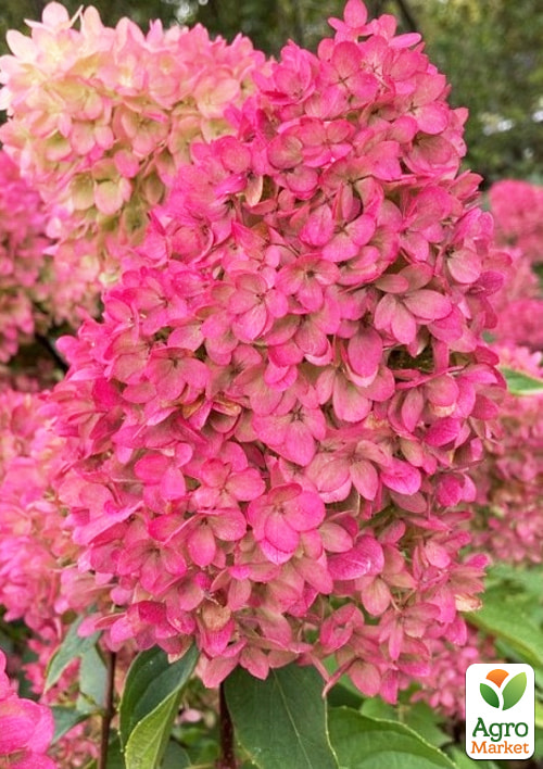 Гортензия метельчатая 4-х летняя "Petite Flori", С4