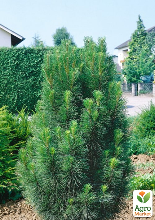 Сосна чорна "Green Tower" (ком/сітка), висота 90-120см - фото 2