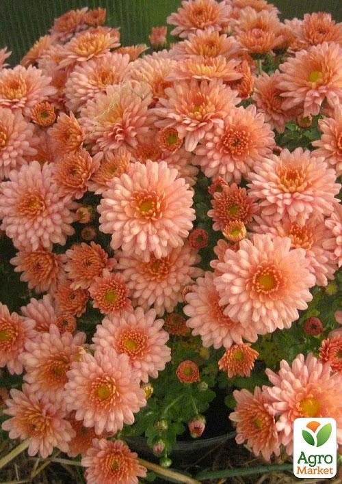 Хризантема Садовая "Lovely Salmon" (высота 30-50см) - фото 2