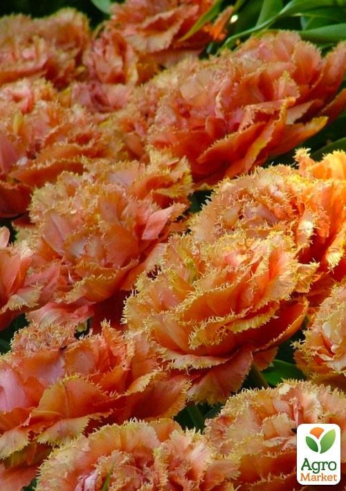 Тюльпан "Sensual Touch" (розмір 10/11, великий) 2шт в упаковці - фото 4