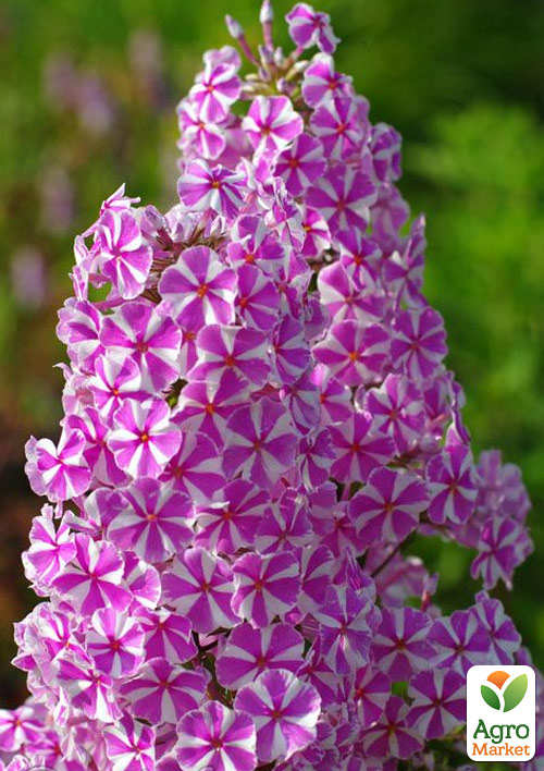 Флокс багаторічний "Natascha"