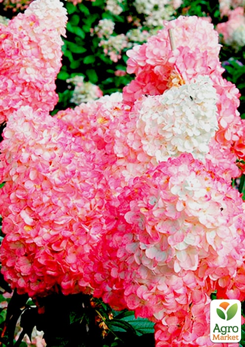 Гортензія волотиста "Pink Lady" вазон Р9