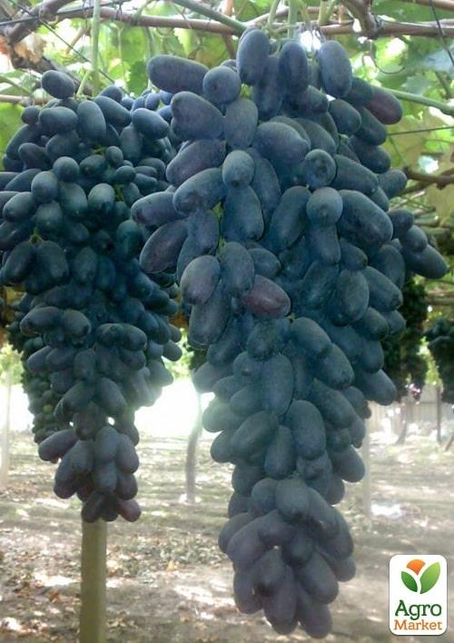 Виноград вегетирующий "Дамский пальчик" 