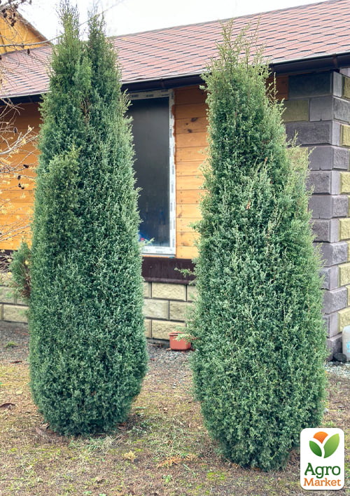 Можжевельник обыкновенный  "Hibernica" (ком/сетка) высота 160-170см - фото 2