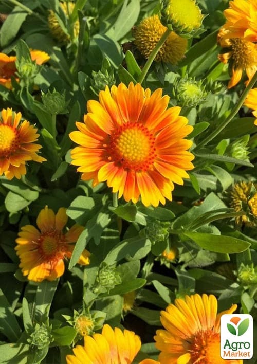 Гайлардія гібридна "Arizona Apricot" вазон С2