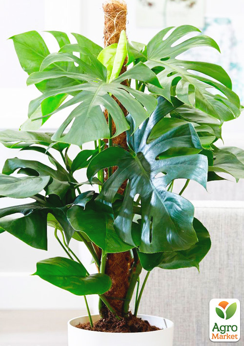 Монстера "Deliciosa" (45-60см) - фото 6