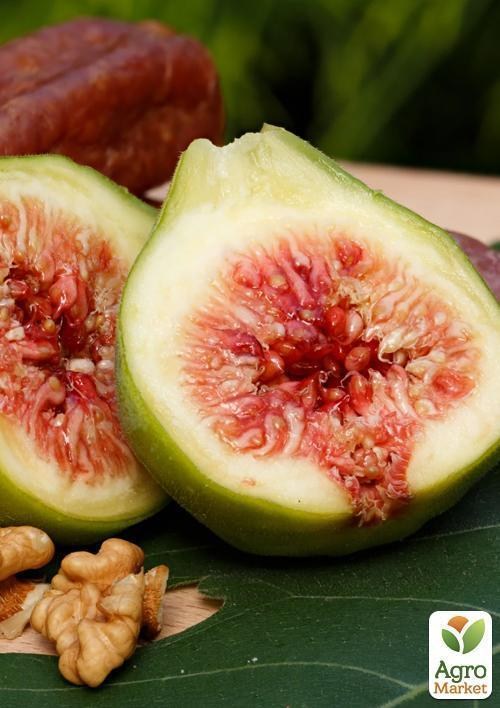 Інжир "Кримський 44" з плодом (вік 1,5 року) - фото 3