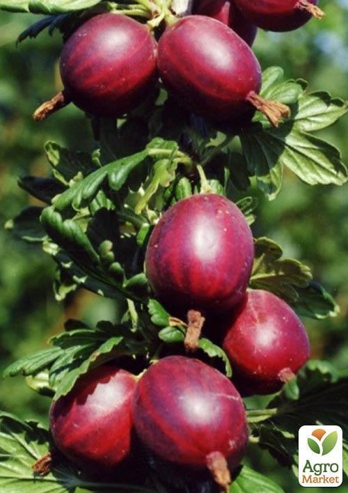 Агрус на штамбі "Хінномакі Рот" (Hinnonmaki Rot) (середній термін дозрівання) - фото 4