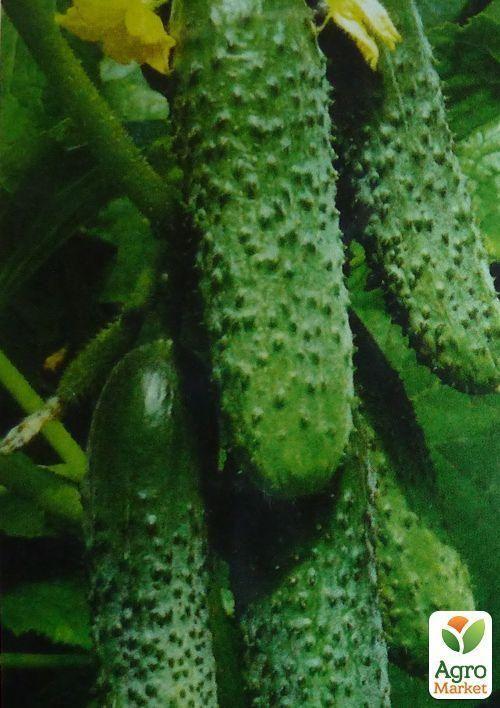 Огірок "Фенікс +" (Зипер) ТМ "Весна" 2г - фото 2