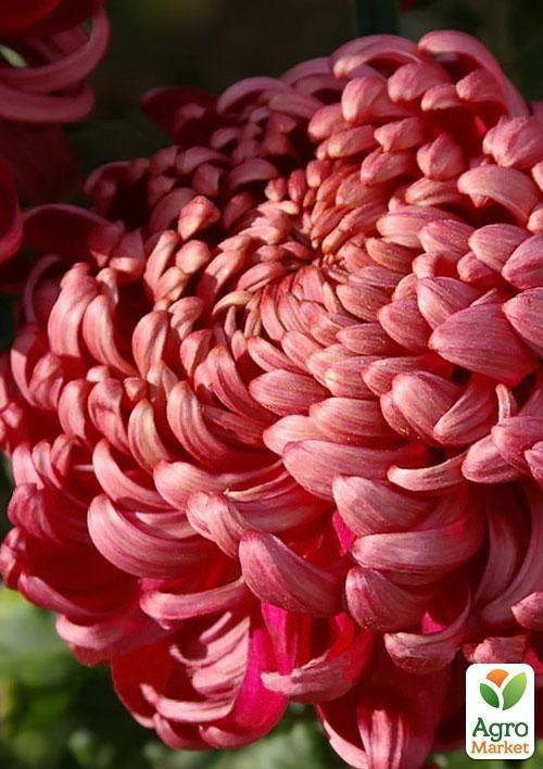 Хризантема срезочная "Седой Барон" (укорененный черенок высота 5-10 см)