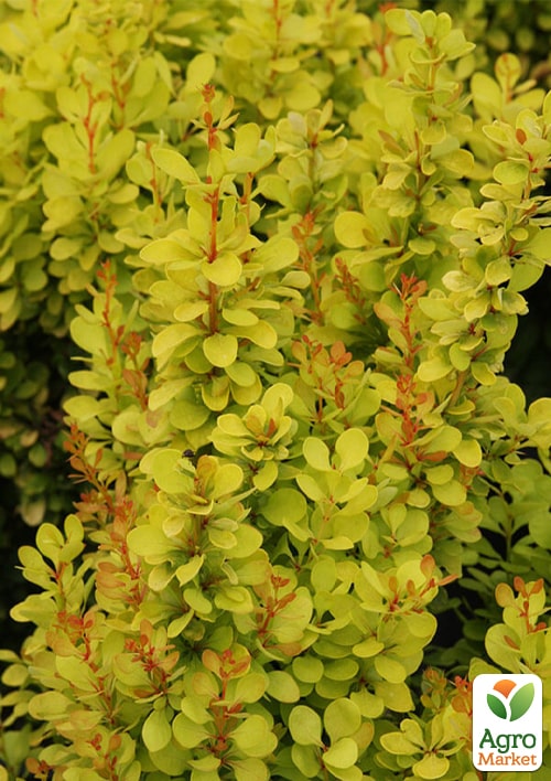 Барбарис Тунберга "Golden Torch"