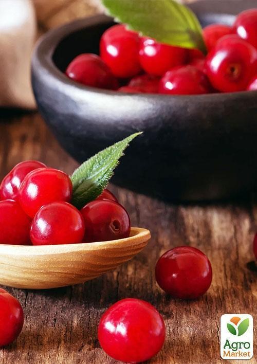 Вишня "Мелітопольська десертна" (літній сорт, ранній термін дозрівання)